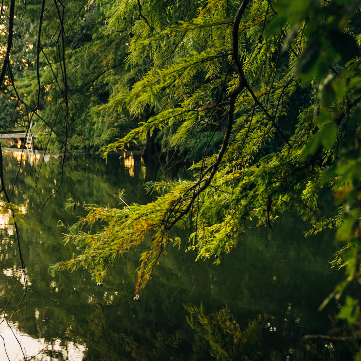 Smoked Grass Fed Beef Short Ribs by Alex Harrell – Home Place Pastures