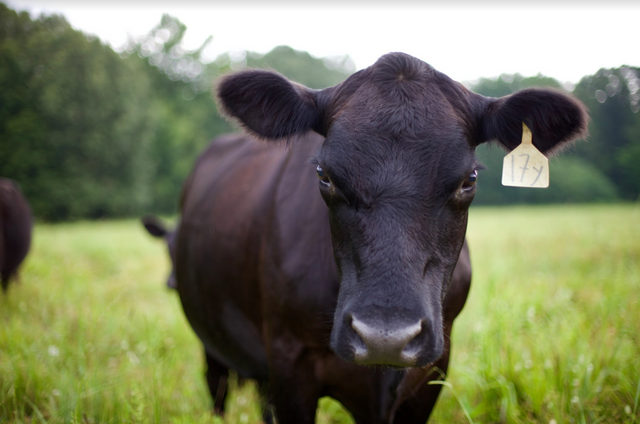 Where's The Beef? Let's Keep It In the Southeast!