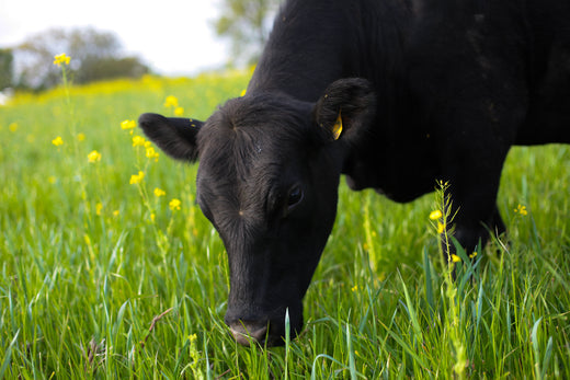 A Farmside Chat with Marshall