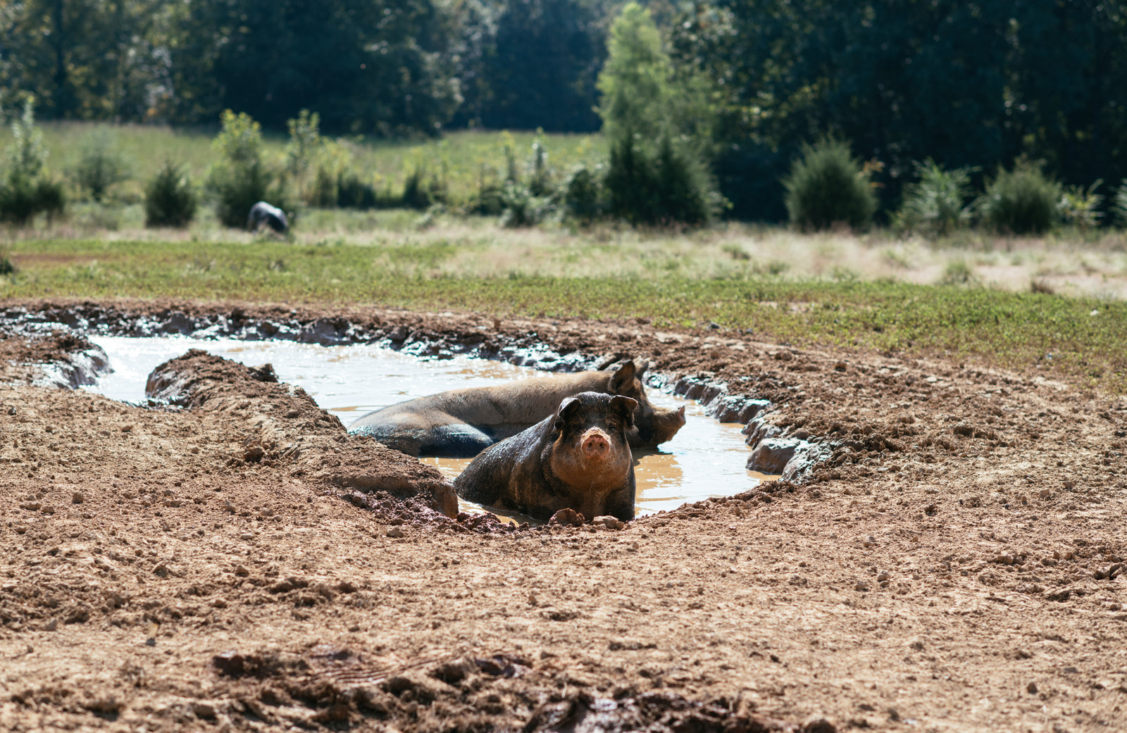 Wet Hot American Hog Farm