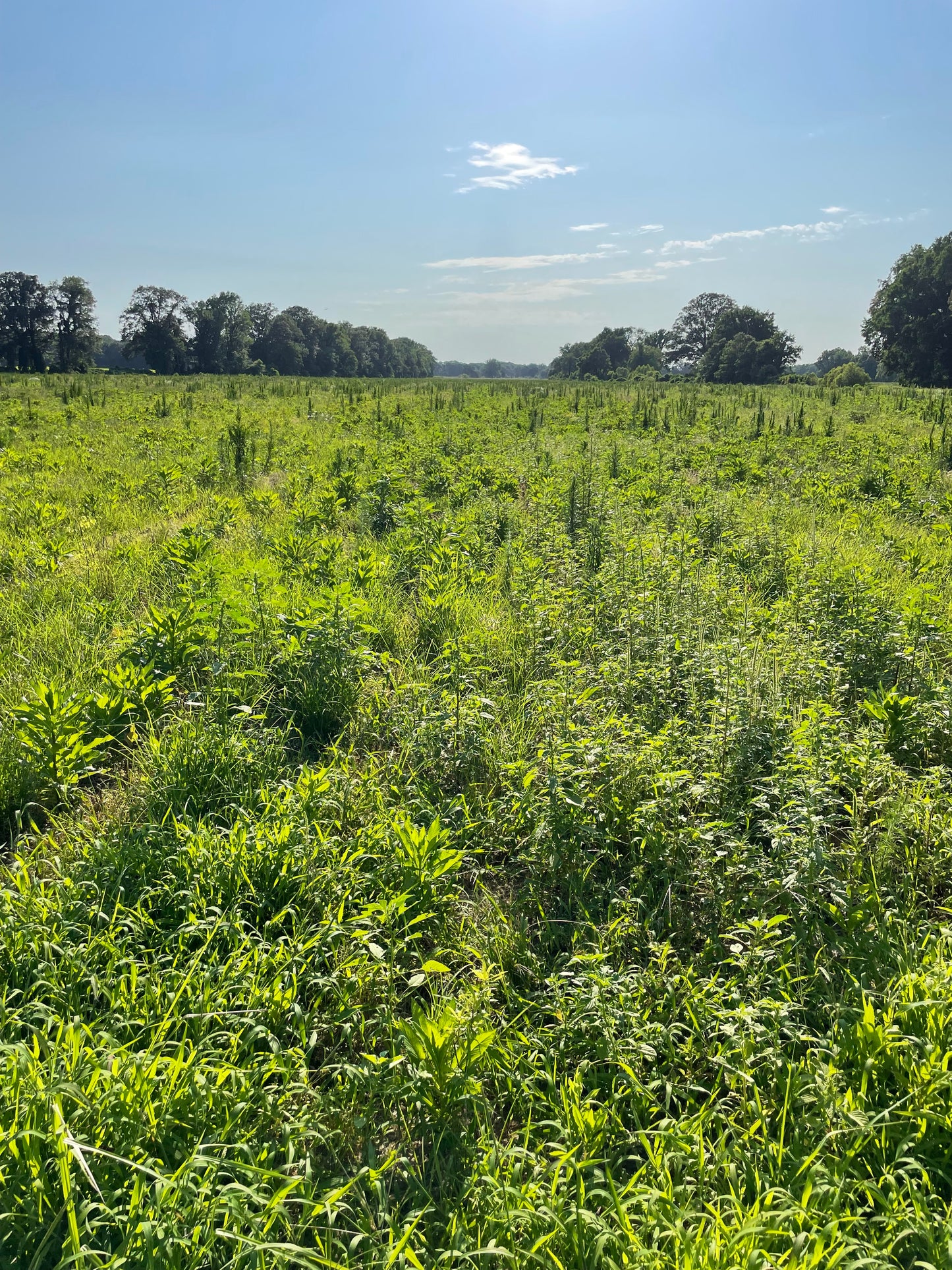 Reforesting the Home Place: Row Crops, Regenerative Grazing, and Timber Carbon