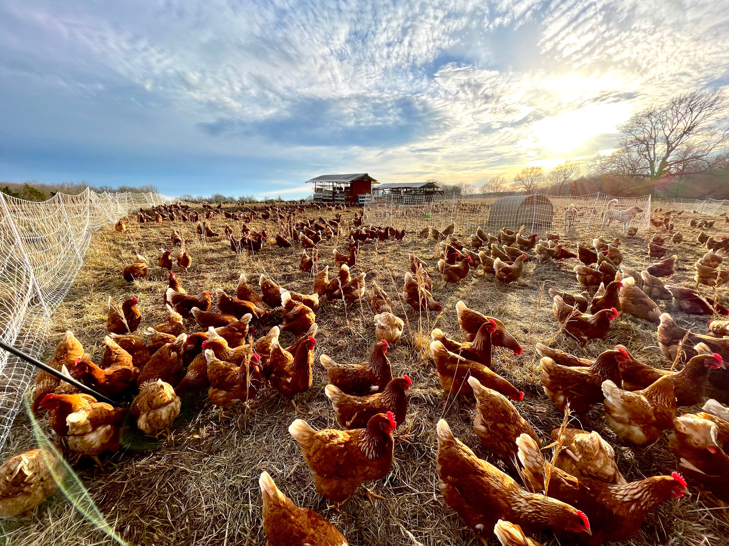 Seeking A Partner for Pastured Egg Production