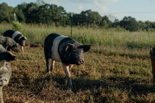 Holiday Ham Glaze by Leighann Smith of Piece of Meat Butcher