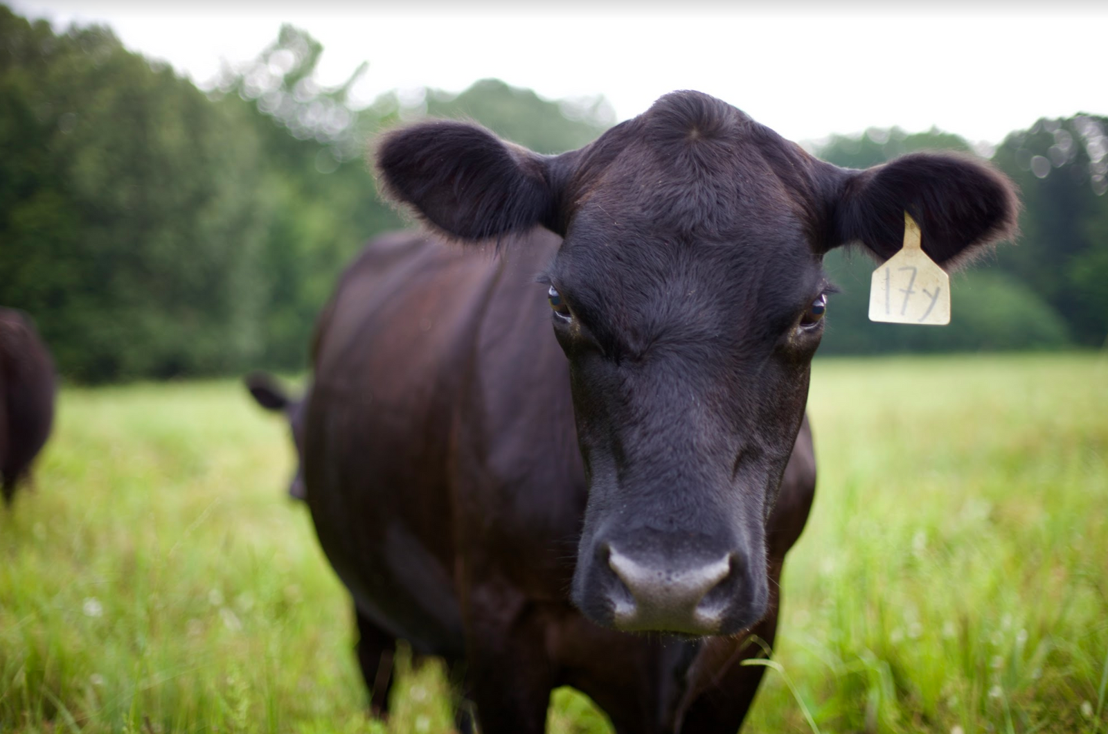 Where's The Beef?  Let's Keep It In the Southeast!