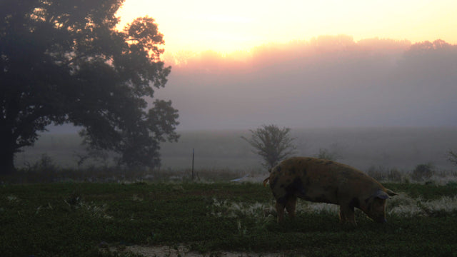 Keeping Our Farm Going During COVID