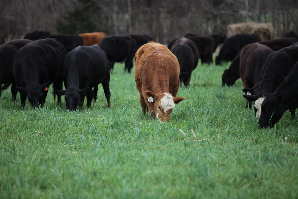 100% Grass-Fed & Finished