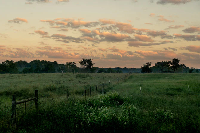 Cattle grazing in a regenerative rotation at Home Place Pastures