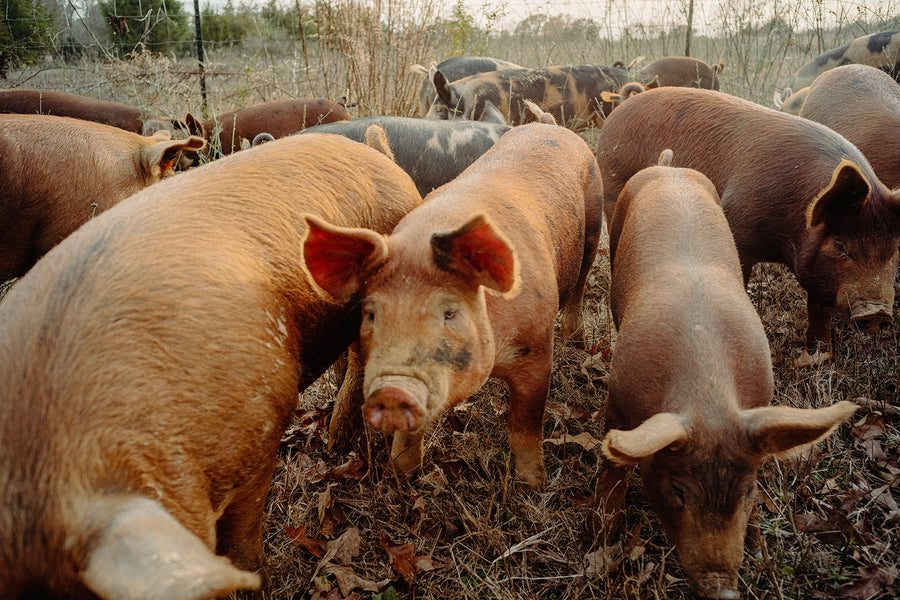 Pasture-raised pigs at Home Place Pastures